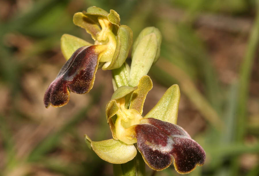 Ophrys fusca..... Ma quale?